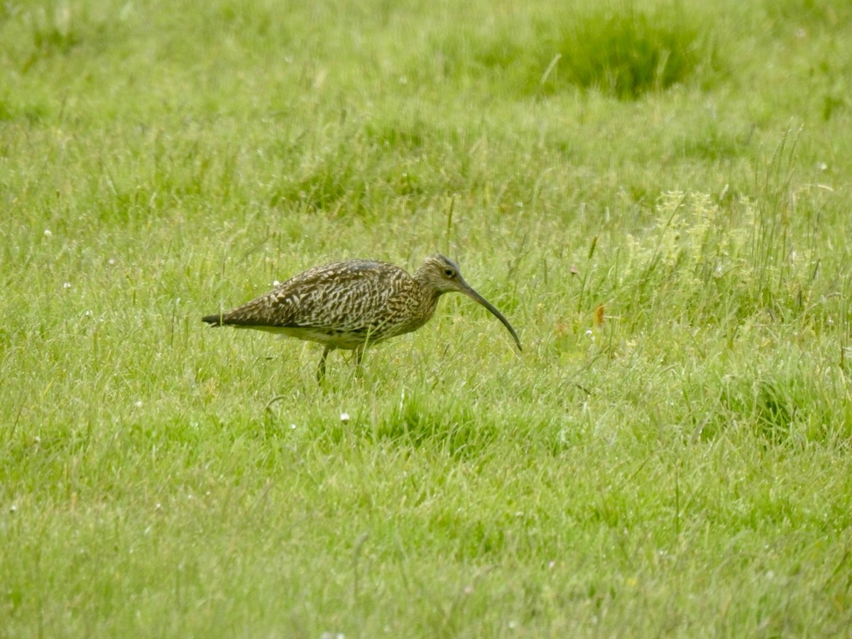 Eurasian Curlew - ML620311038