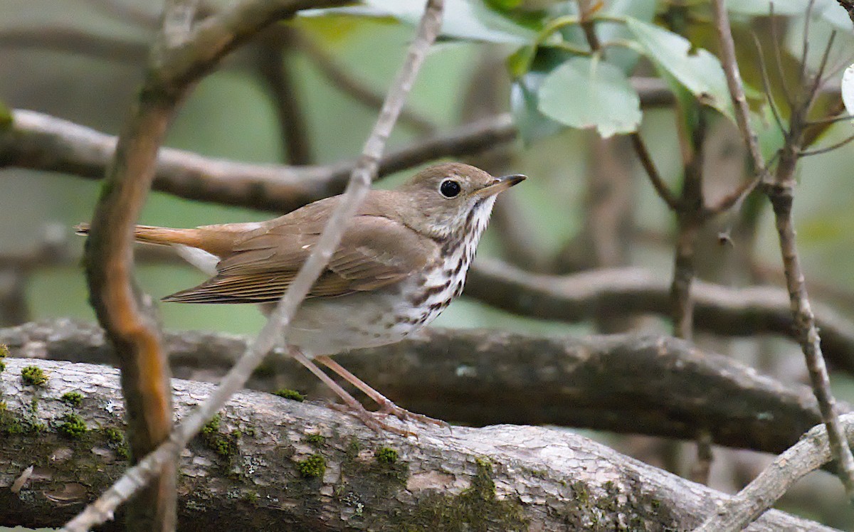 Hermit Thrush - ML620311042