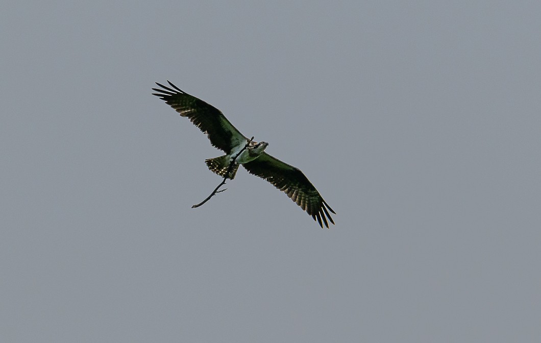 Balbuzard pêcheur - ML620311043