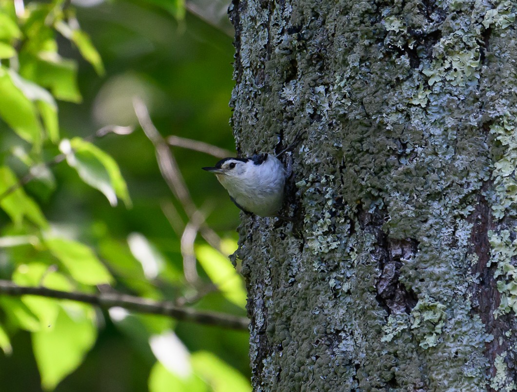 White-breasted Nuthatch - ML620311047