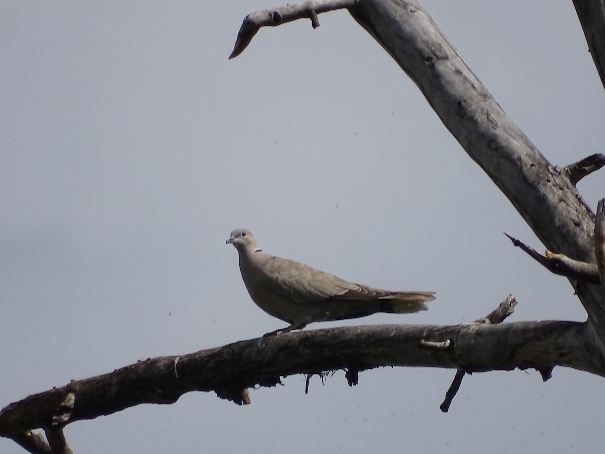 Eurasian Collared-Dove - ML620311048