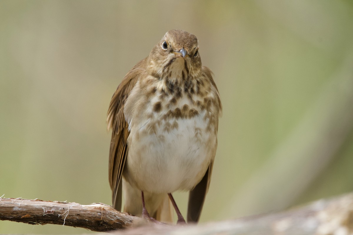 Hermit Thrush - ML620311049