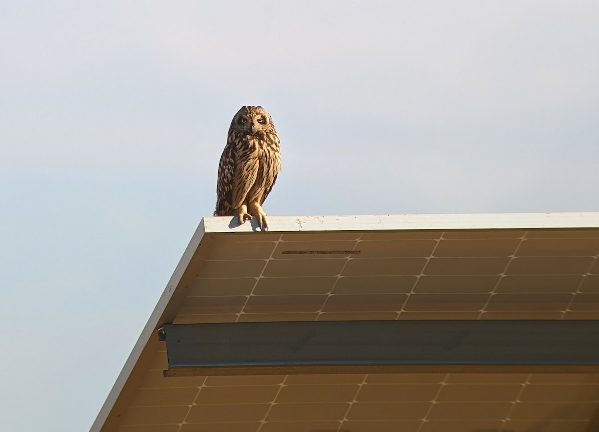 Short-eared Owl - ML620311050