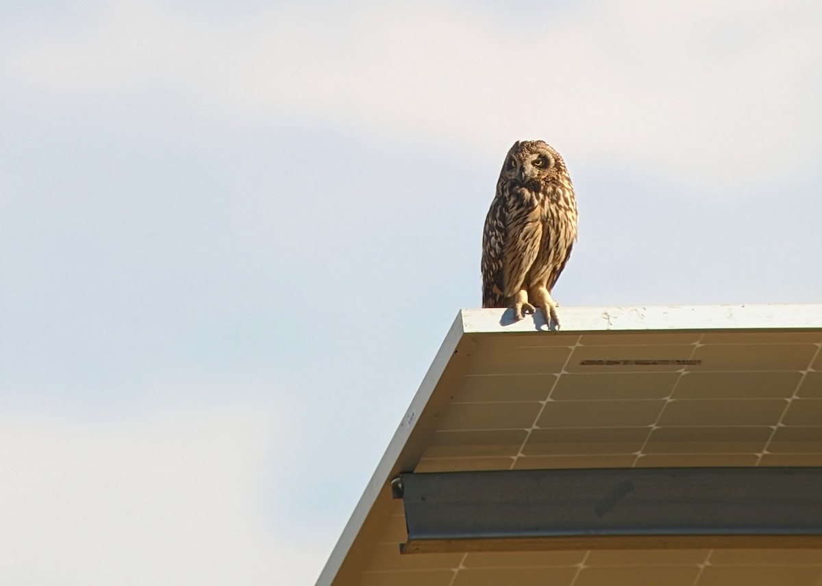 Short-eared Owl - ML620311051