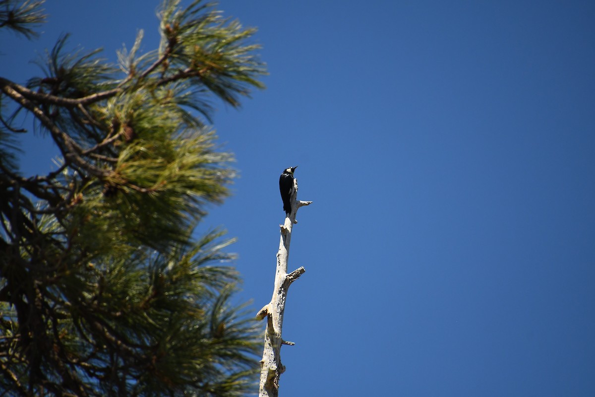 Acorn Woodpecker - ML620311054