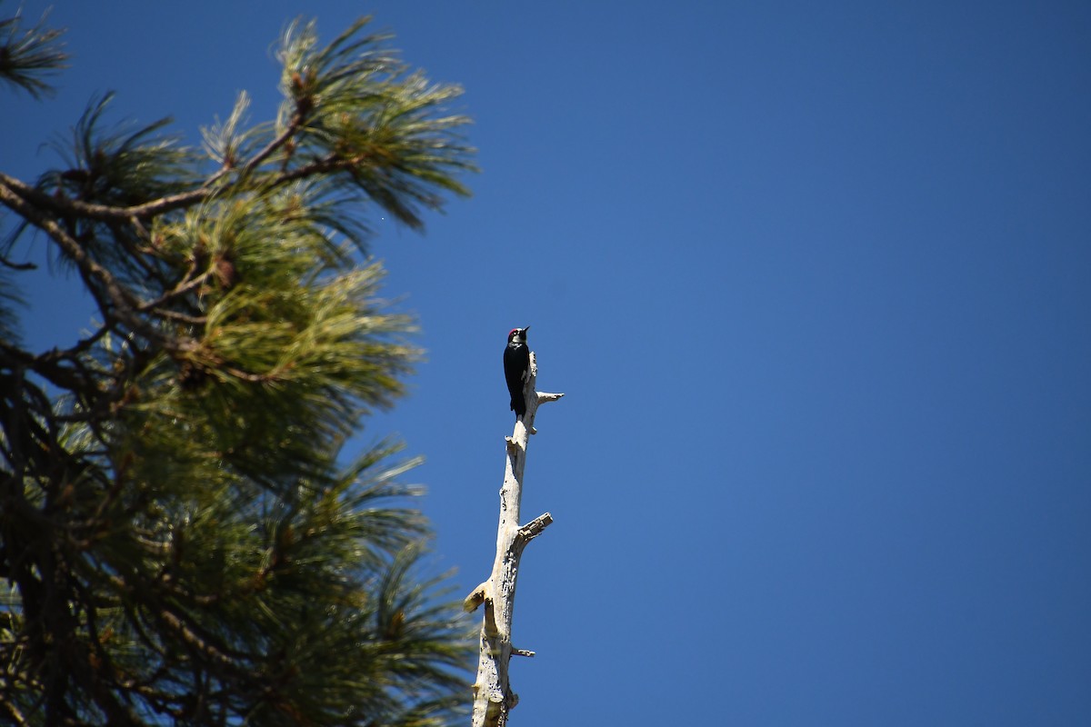 Acorn Woodpecker - ML620311055