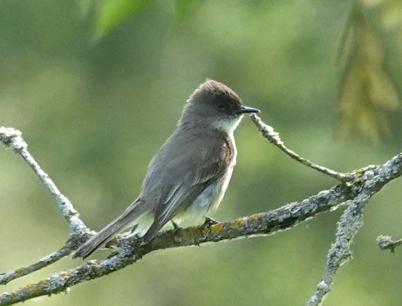 Eastern Phoebe - ML620311056