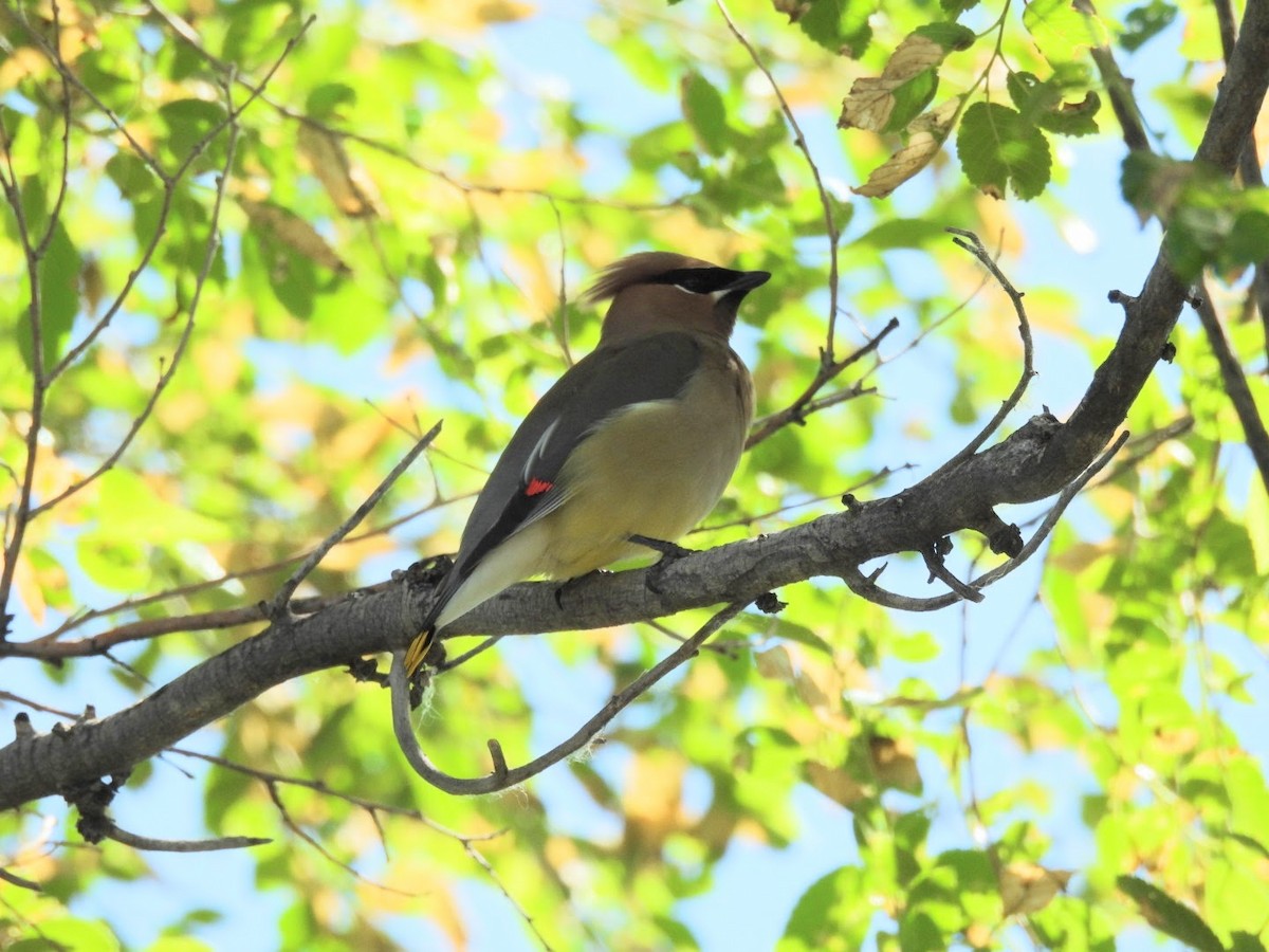 Cedar Waxwing - ML620311060