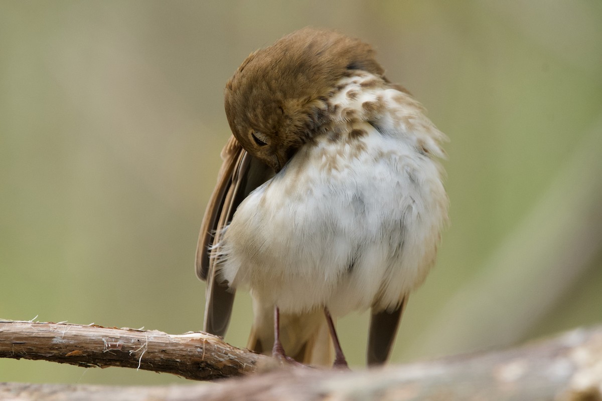 Hermit Thrush - ML620311068