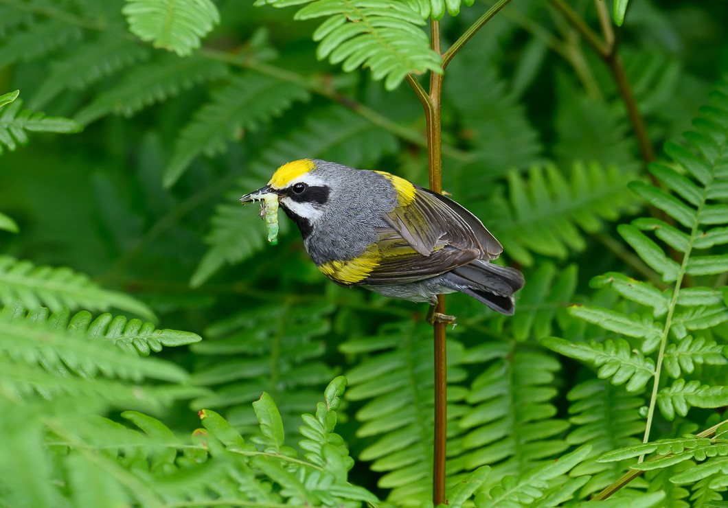 Paruline à ailes dorées - ML620311087