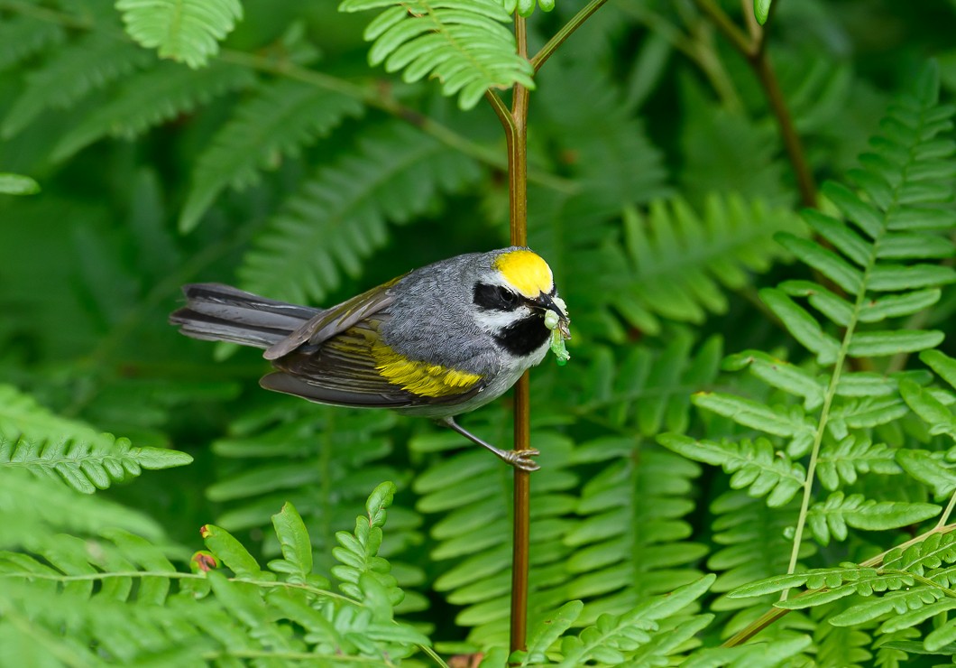 Golden-winged Warbler - Bert Filemyr