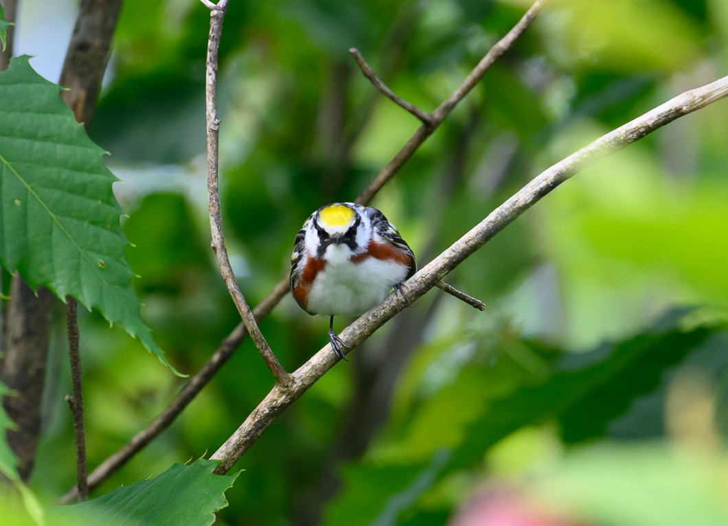 Chestnut-sided Warbler - ML620311093