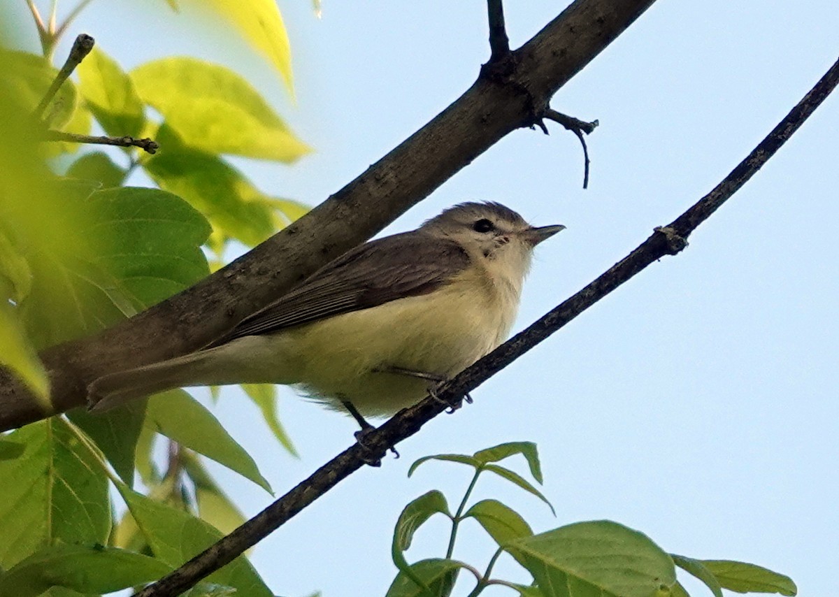 sangvireo - ML620311094