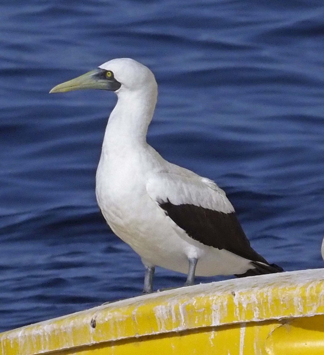 Masked Booby - ML620311095