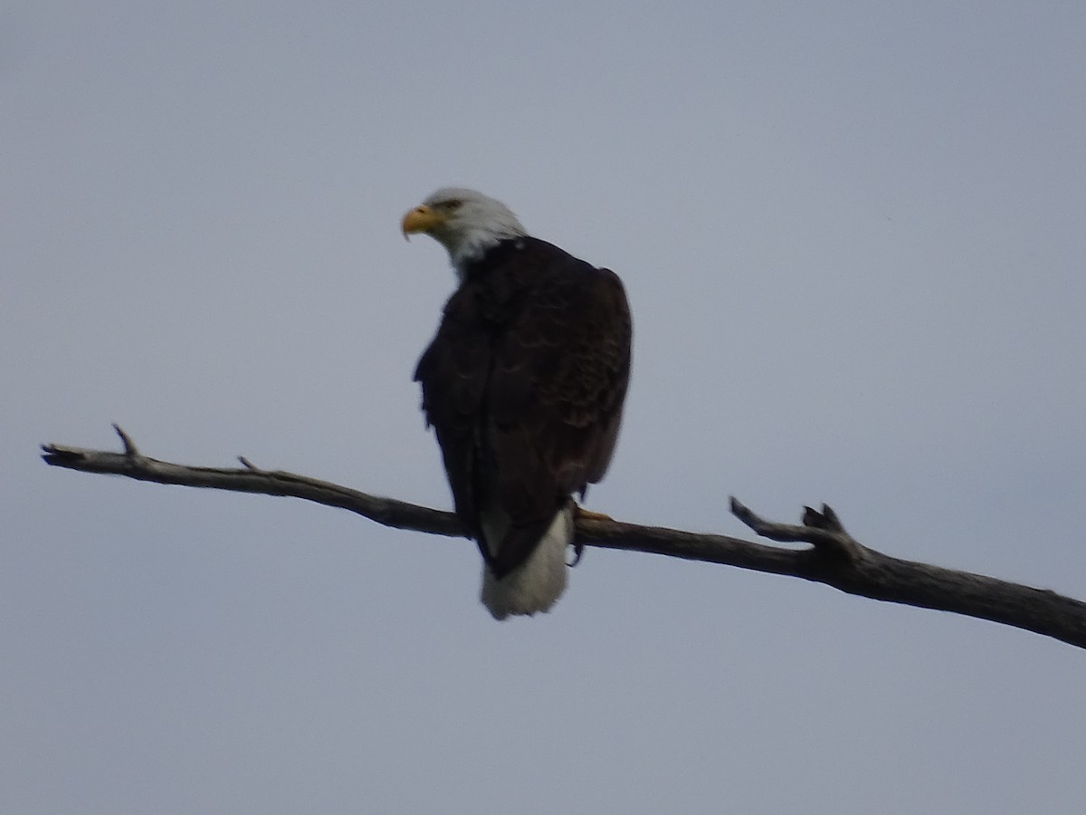 Bald Eagle - ML620311098