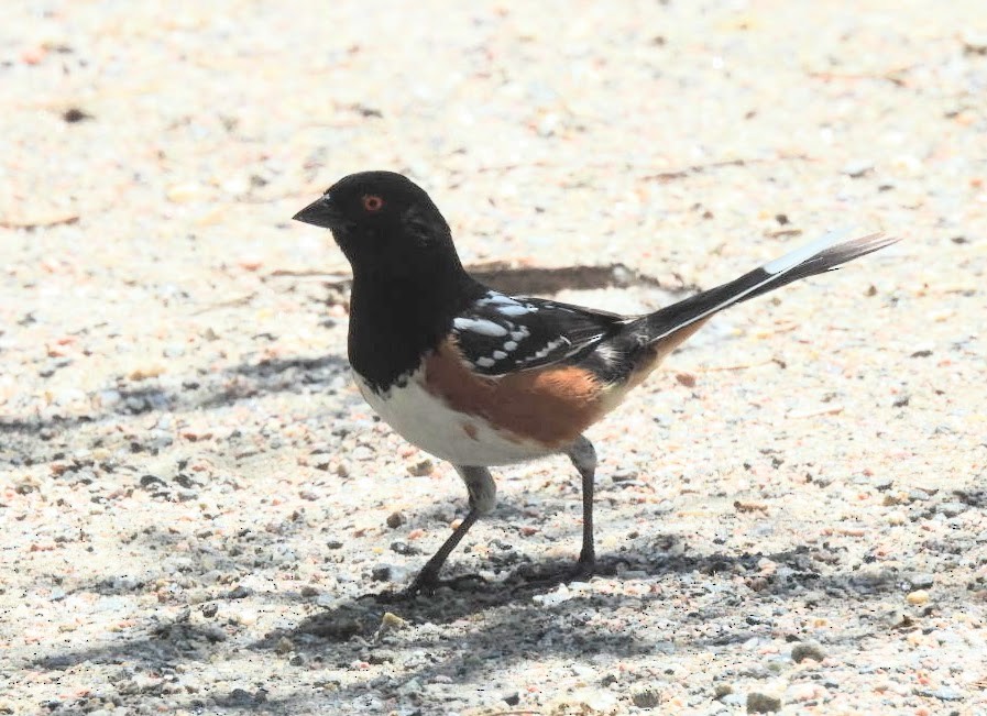 Spotted Towhee - ML620311099