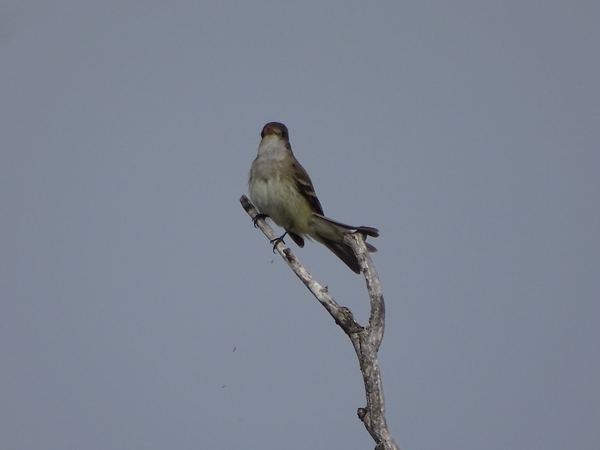 Willow Flycatcher - ML620311102