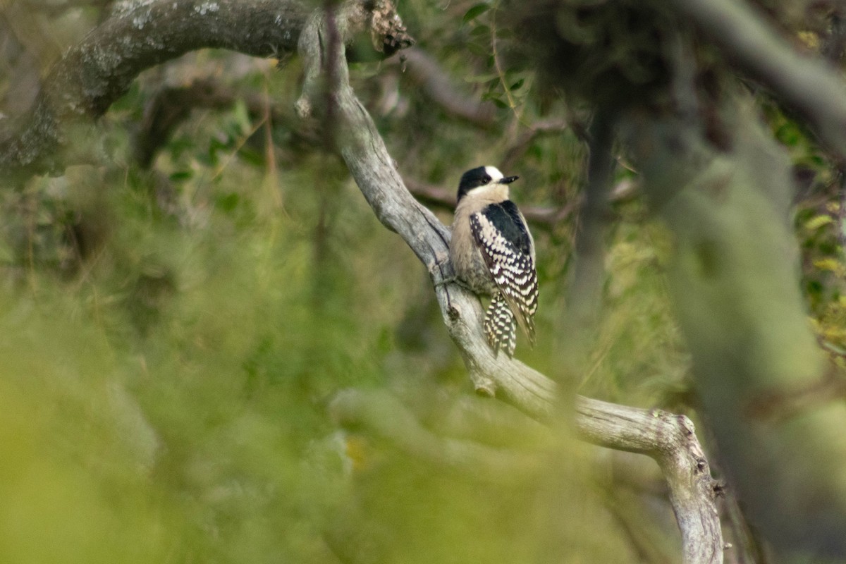 White-fronted Woodpecker - ML620311104