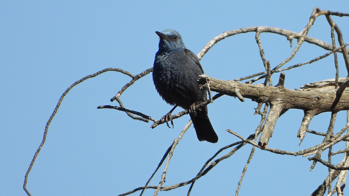 Blue Rock-Thrush - ML620311105