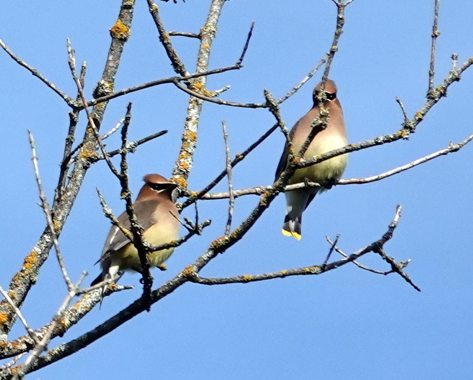 Cedar Waxwing - ML620311107