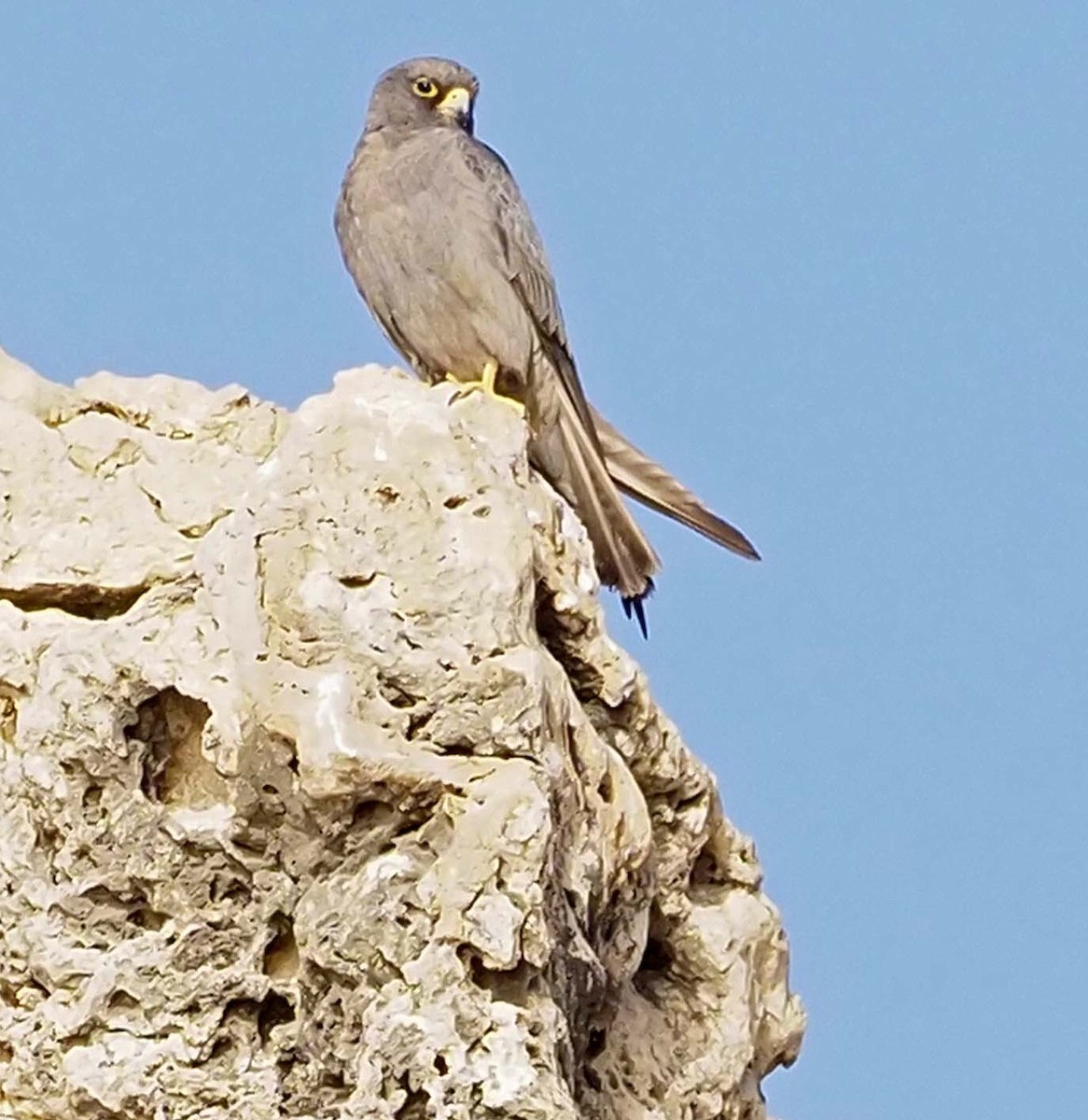 Sooty Falcon - ML620311108