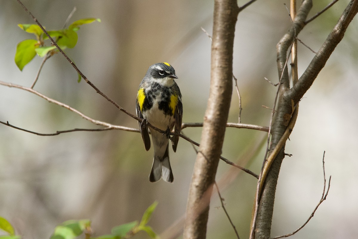 Yellow-rumped Warbler - ML620311109