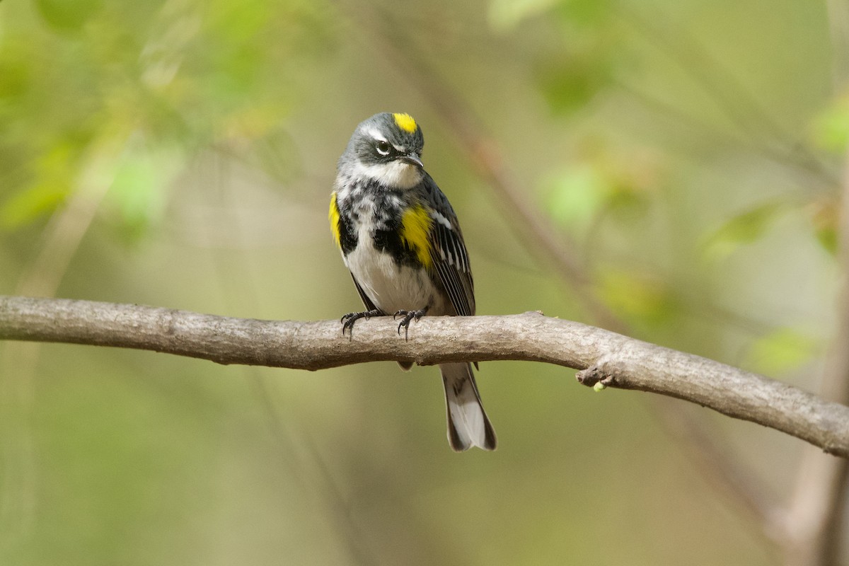 Yellow-rumped Warbler - ML620311111