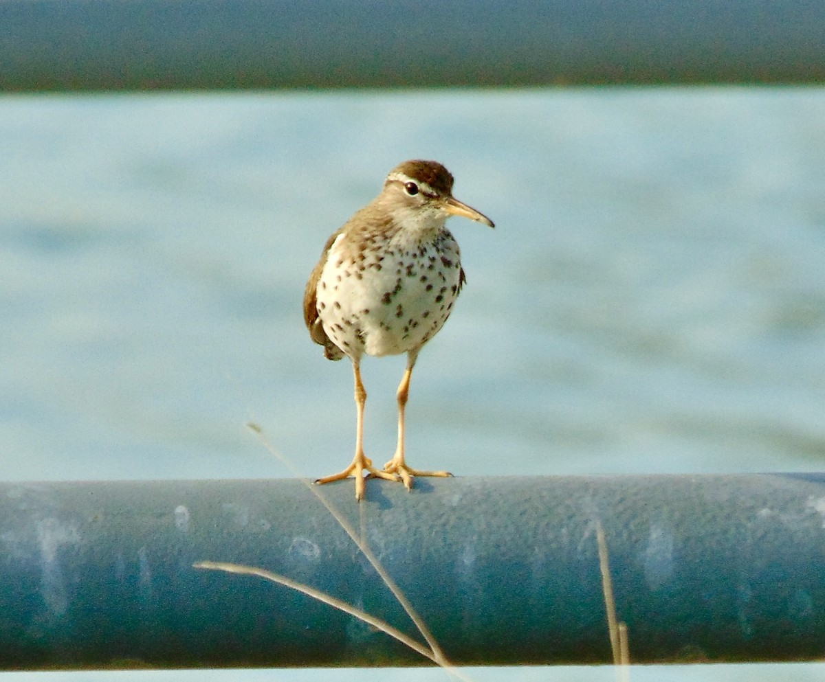 Spotted Sandpiper - ML620311112