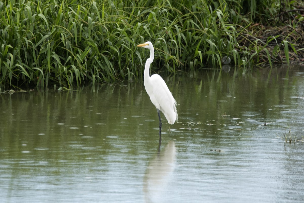 Great Egret - ML620311113