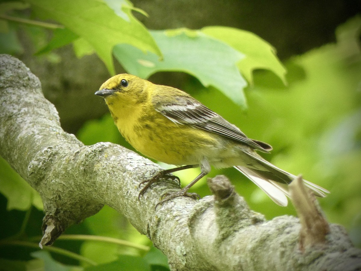 Pine Warbler - ML620311116