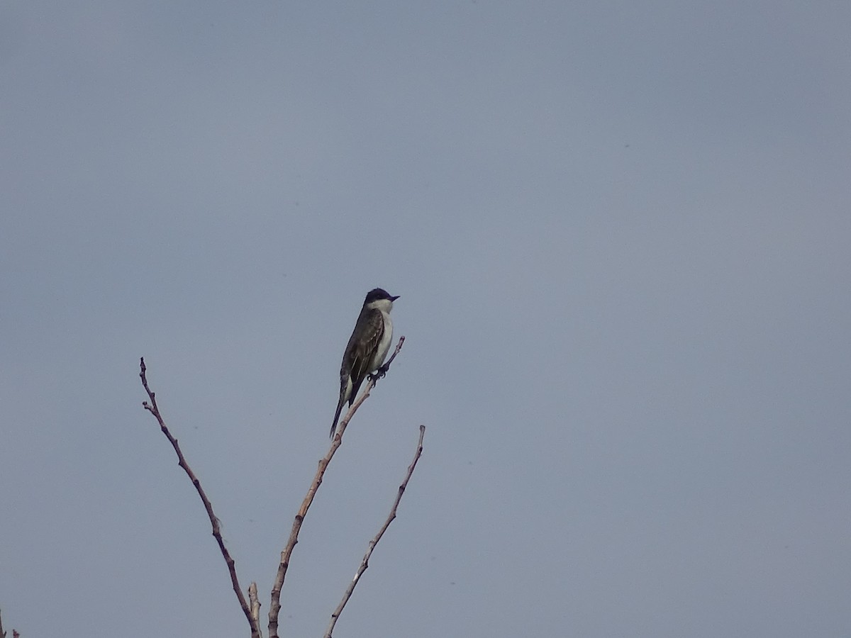 Eastern Kingbird - ML620311118