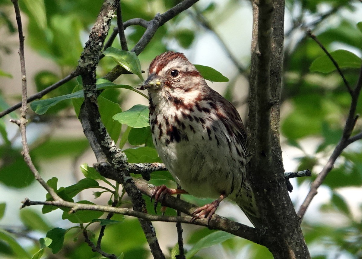 Song Sparrow - ML620311121