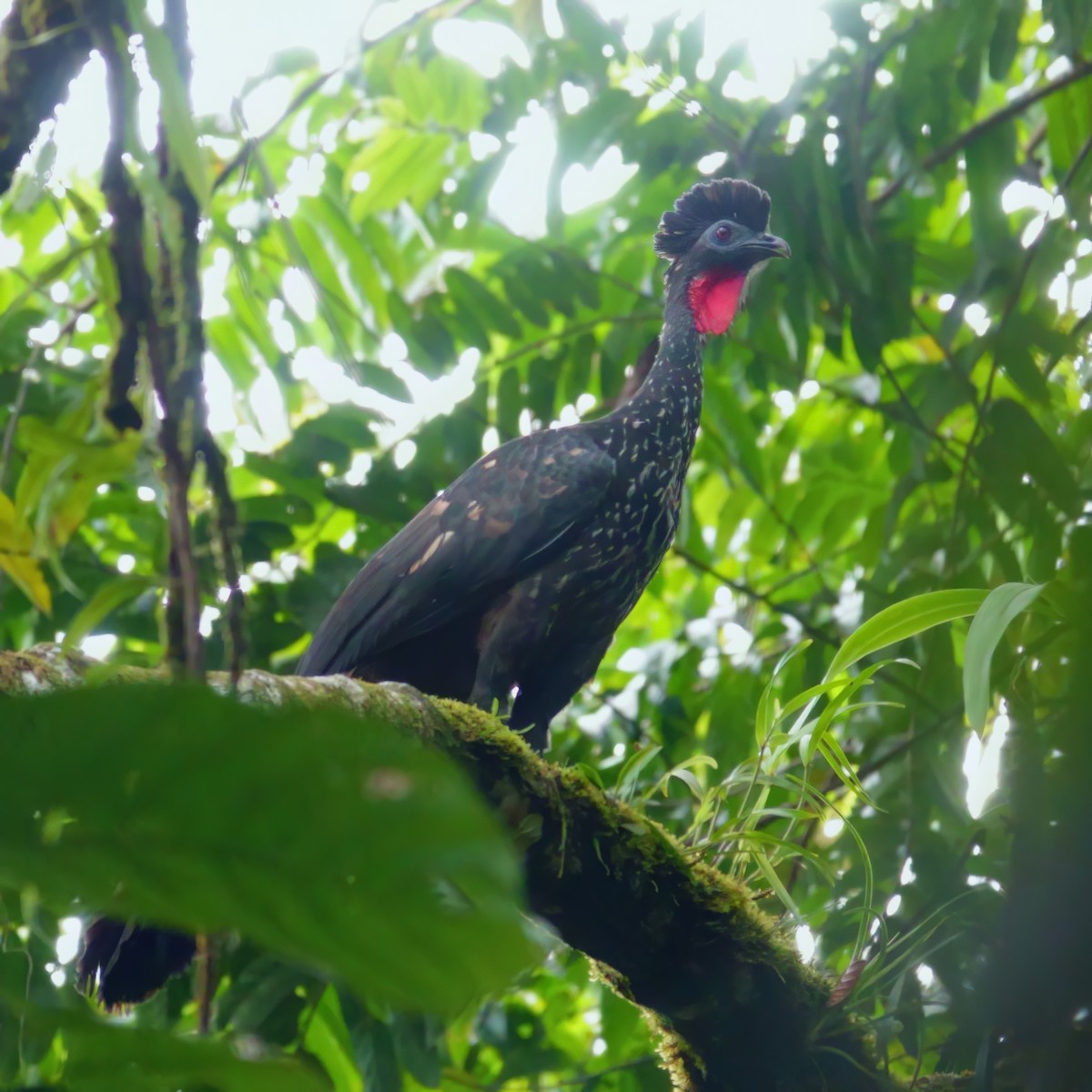 Crested Guan - ML620311137