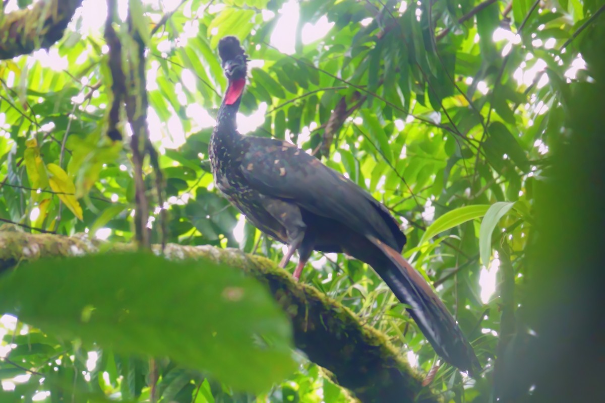Crested Guan - ML620311138