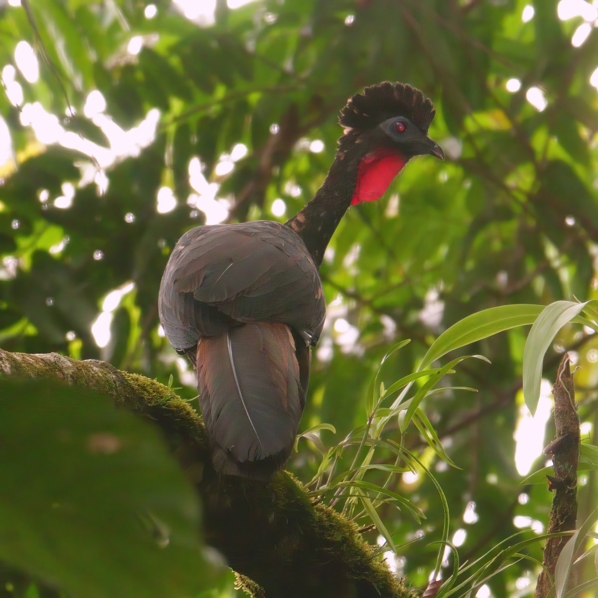 Crested Guan - Gonzalo Trujillo Trujillo