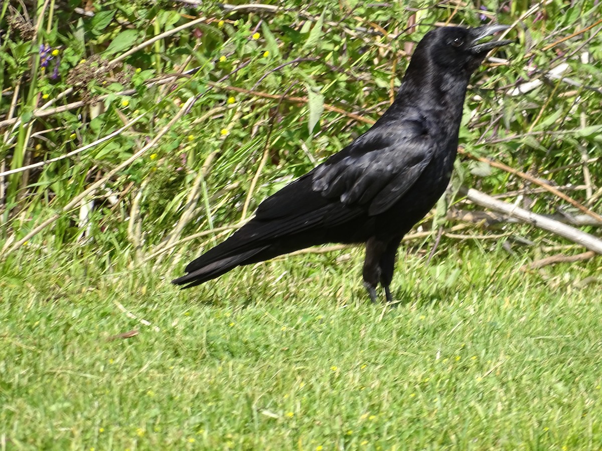 American Crow - ML620311143