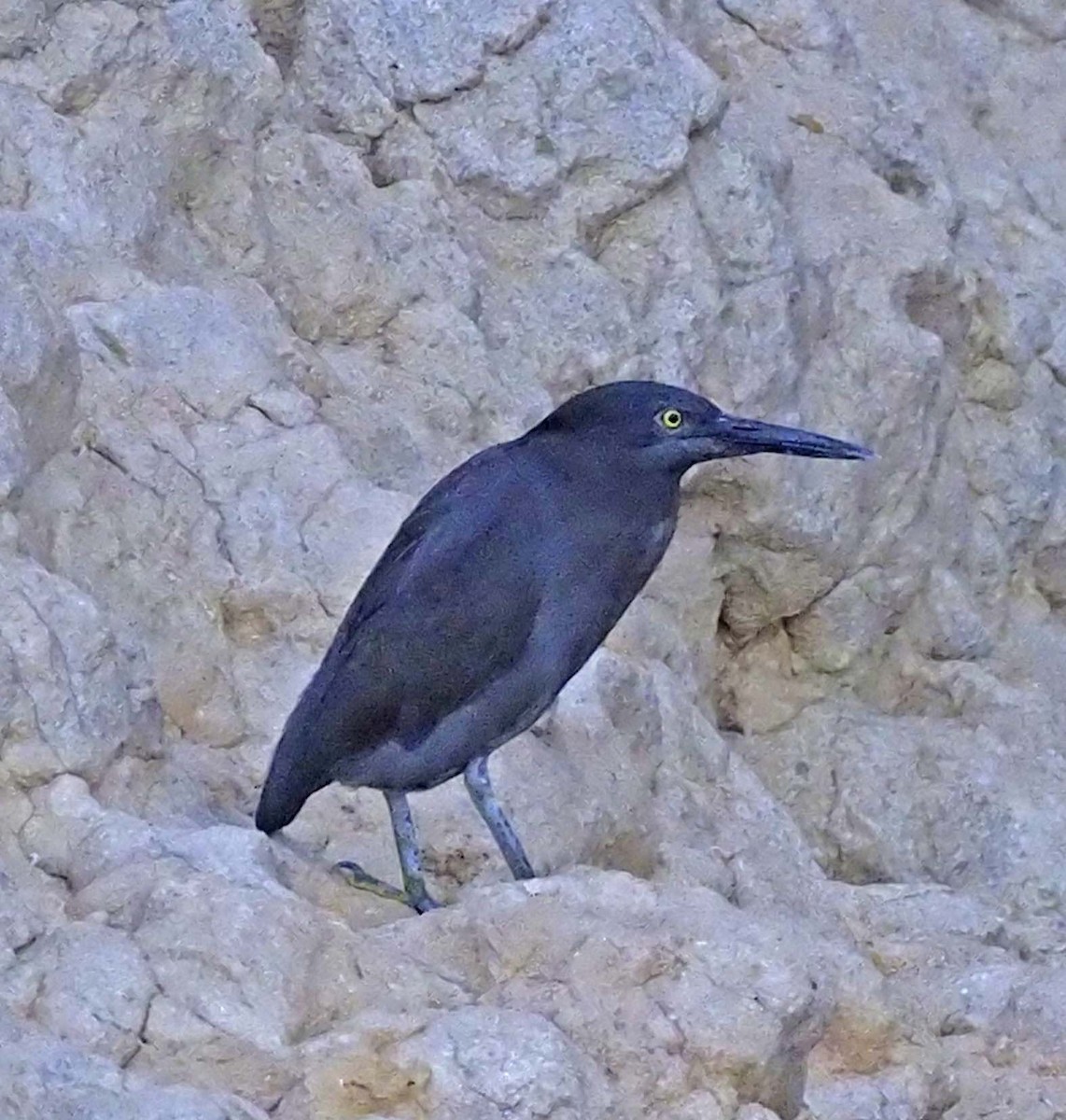 לבנית ים-סוף - ML620311148