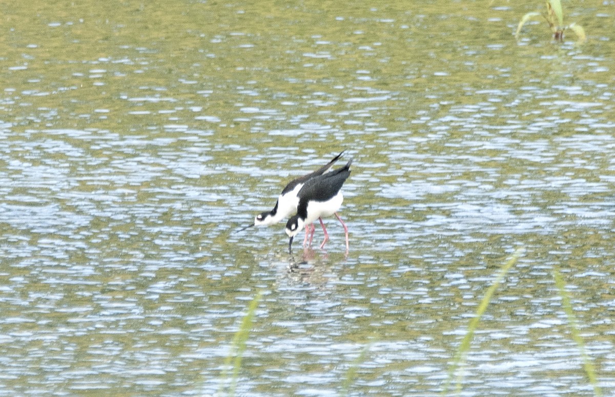 Black-necked Stilt - ML620311156