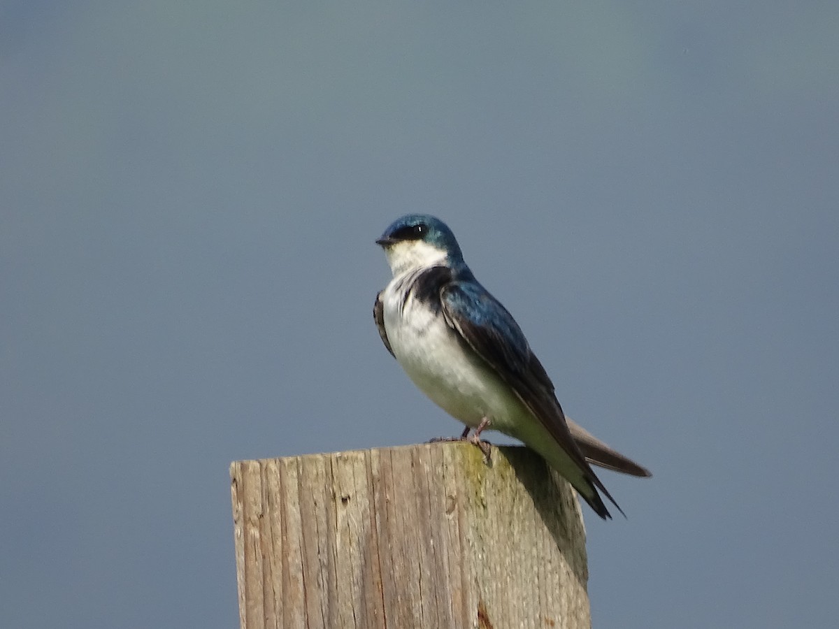 Tree Swallow - ML620311158