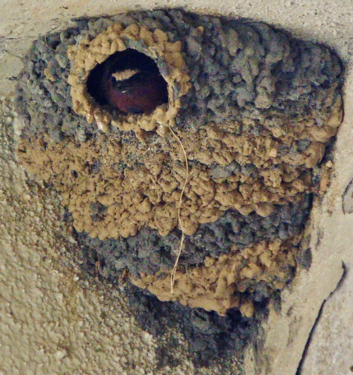 Cliff Swallow - ML620311160