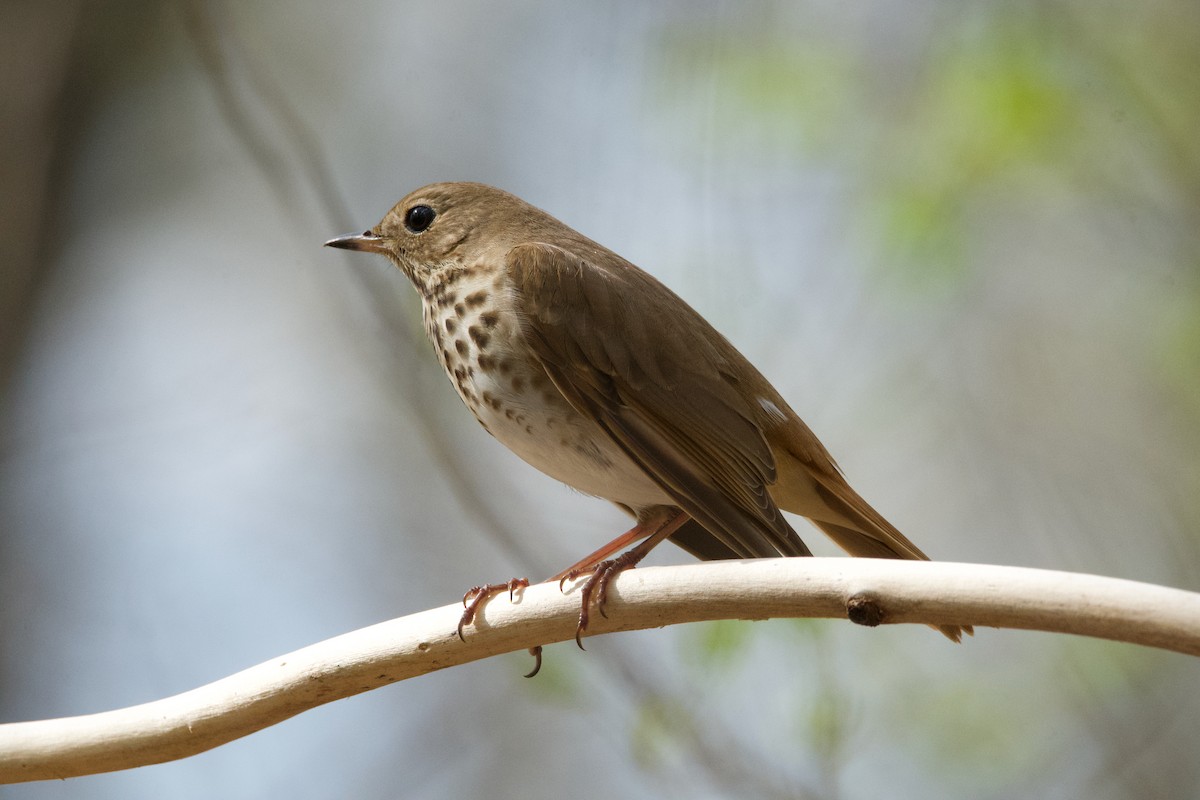 Hermit Thrush - ML620311163