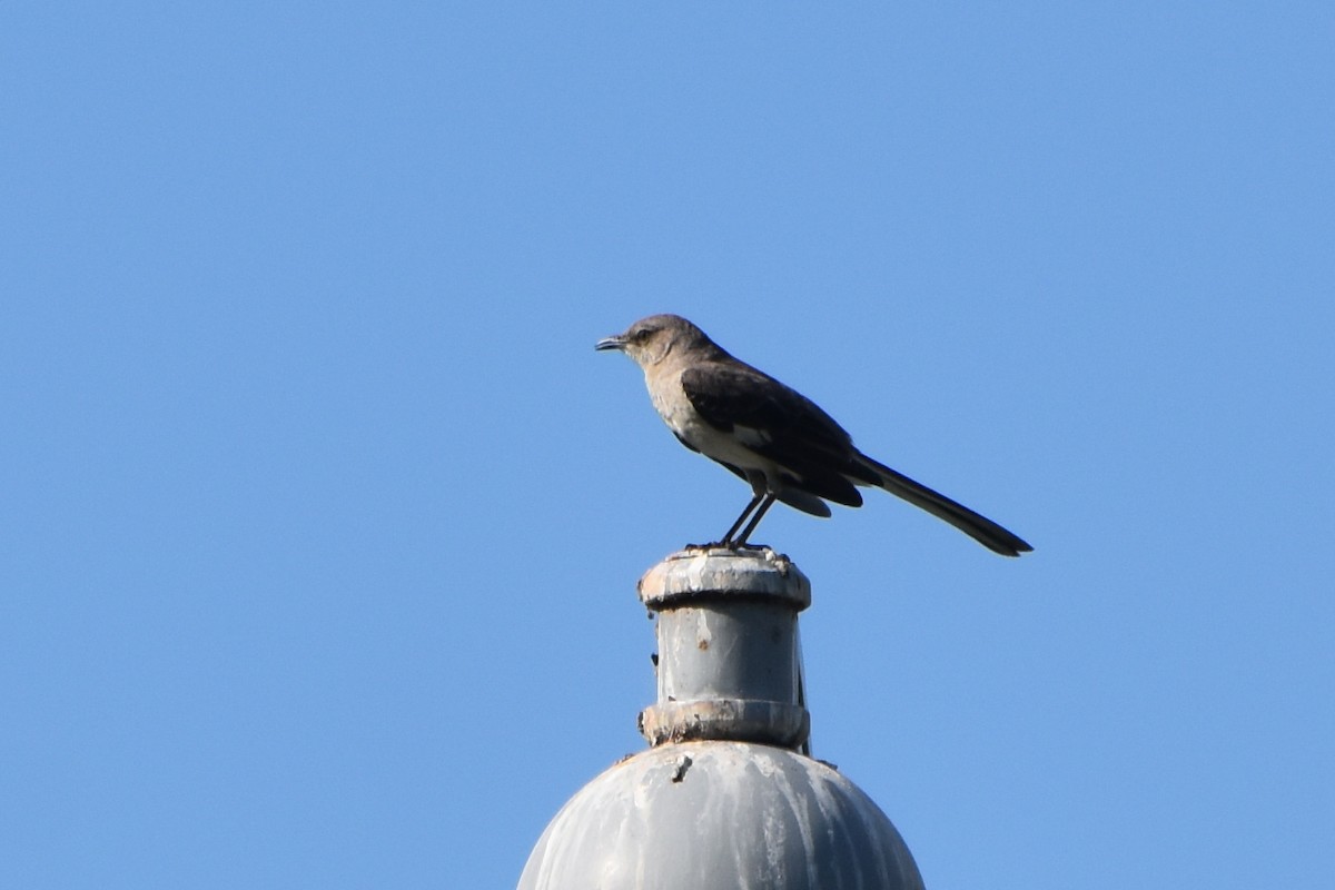 Northern Mockingbird - stephen johnson  🦜