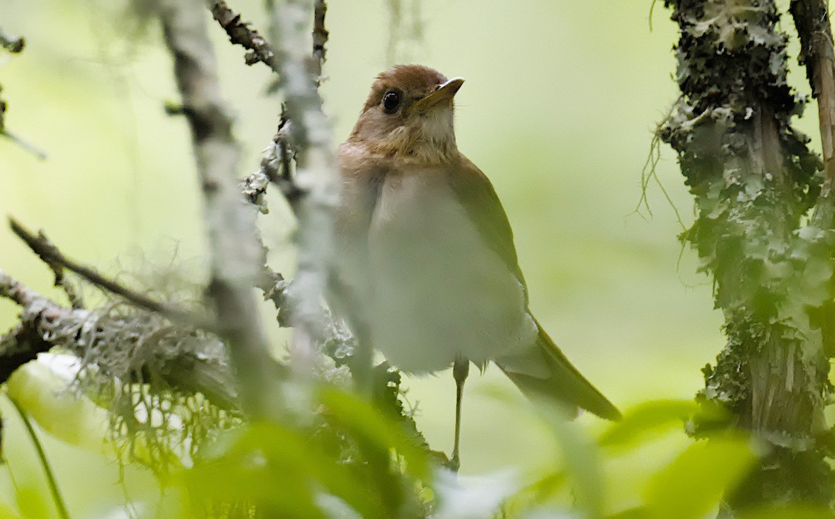 Veery - ML620311168