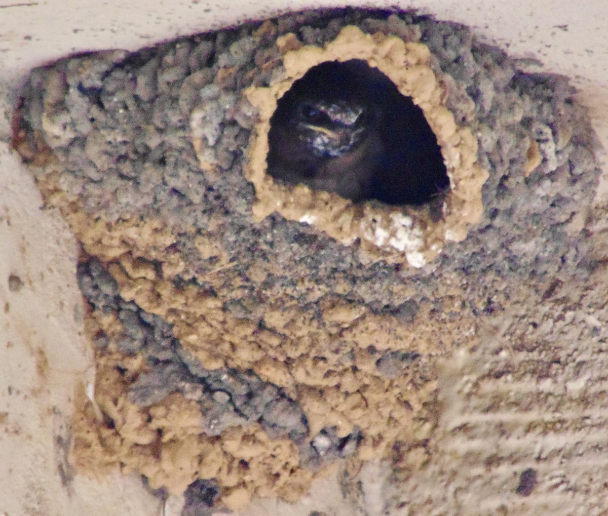 Cliff Swallow - ML620311173