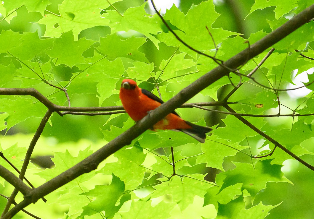 Scarlet Tanager - ML620311175