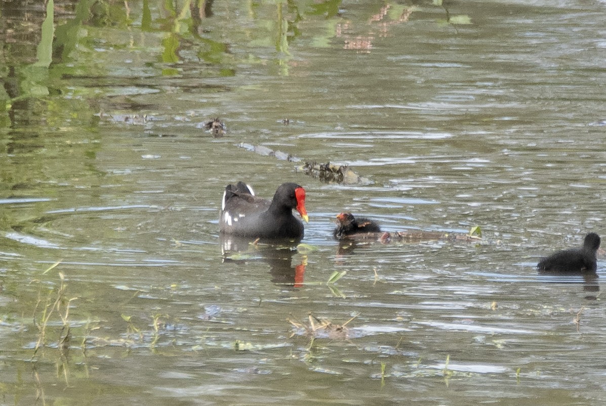 Common Gallinule (American) - ML620311179