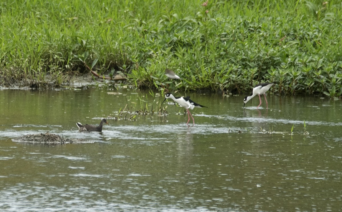 Common Gallinule (American) - ML620311182