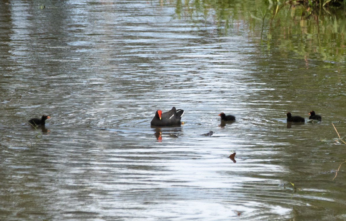 Common Gallinule (American) - ML620311183