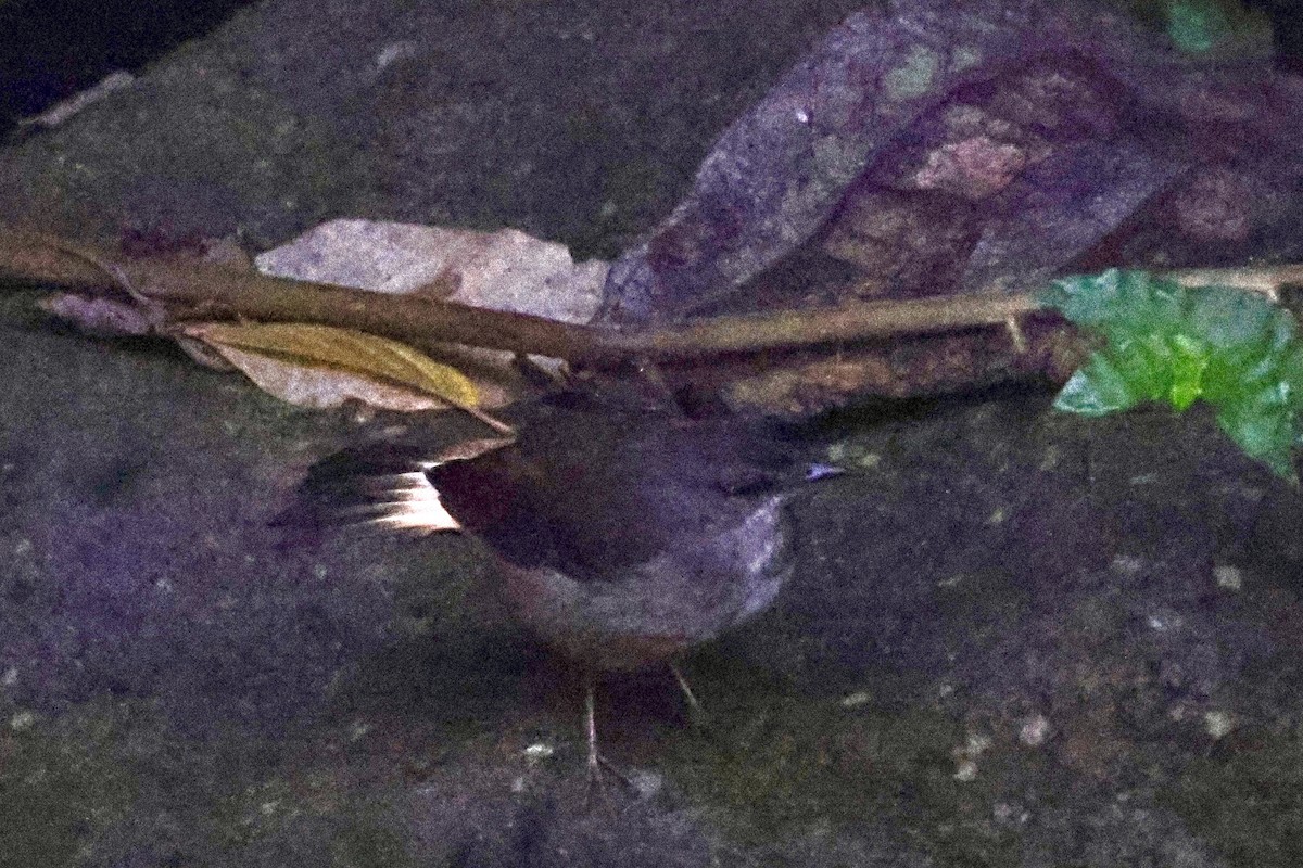 Buff-rumped Warbler - ML620311187