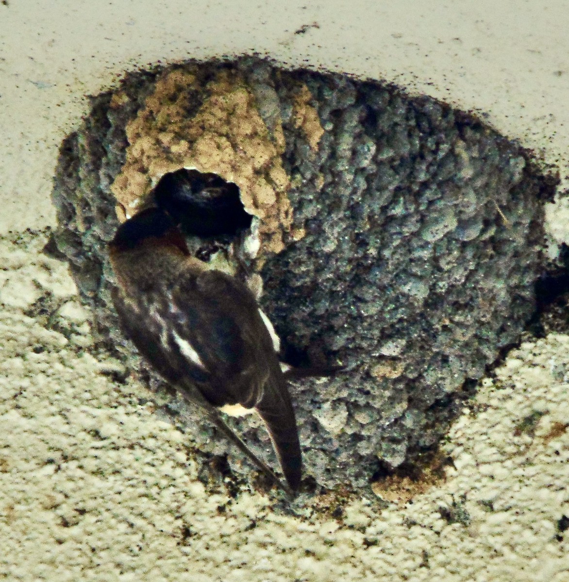 Cliff Swallow - ML620311188